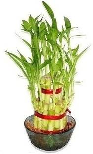 Green Plant indoor Garden Plant Container Set