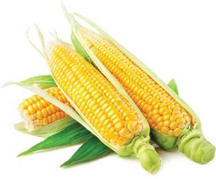 Divine Tree Sweet Corn Seed