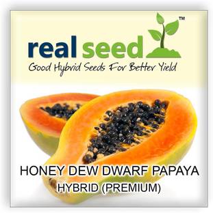 Real Seed Honey Dew Dwarf Papaya Hybrid Imported Fruit Seeds Seed