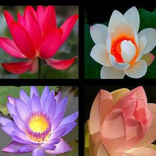 Alkarty colorful Lotus Seed
