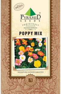 Pyramid Seeds Flower Seed
