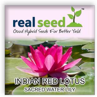 Real Seed Water Lily Seed