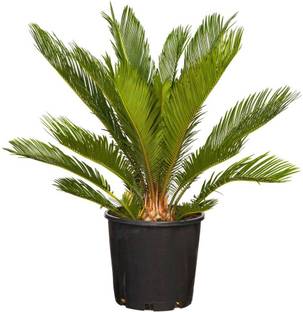 Futaba sago cycas seeds Seed