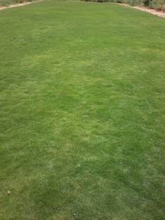 NATURAL LIVE G2 Grass Seed Seed