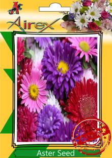 Airex Aster Seed