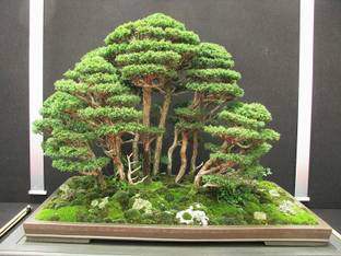 Vsquare Retail Imported Red Cedar Bonsai Tree Seed