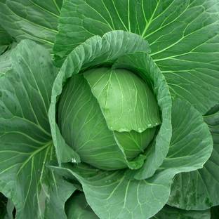 ShubhBhakti ShubhBhakti- Super Fine Hybrid Cabbage Seeds Seed