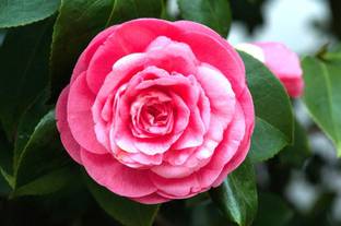E Garden Middlemist red Seed