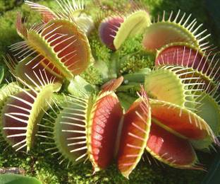 E Garden Venus Fly Trap Seed