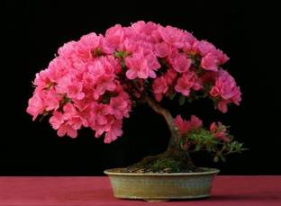 Vsquare Retail Japanese Sakura Cherry Blossom Bonsai Flower Tree Plant Seed