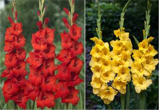 Easy Gardening Gladiolus Bulbs Seed