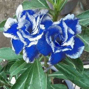 GREENZ Rose Seed