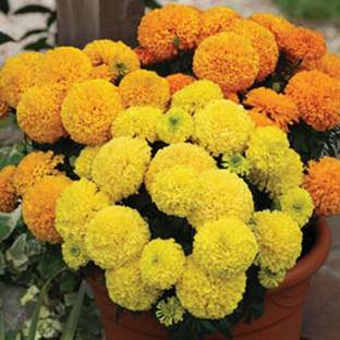 Nooelec India Marigold Seed