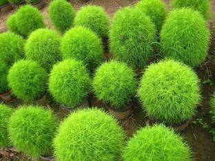 SaaHeli Kochia Seed
