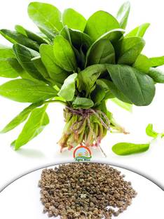 Agro Max Green Spinach (Palak) Vegetable Seeds Seed