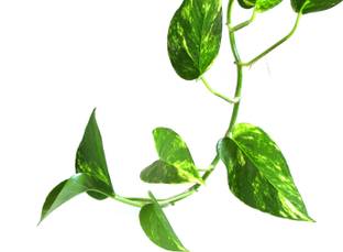 SaaHeli Money Plant Seed
