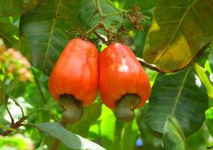 Vsquare Retail Cashew Nut (Kaju) Tree Seed