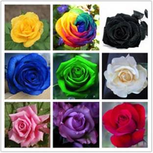ROSEMERC Rose Seed