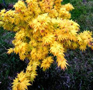 Futaba Yellow Maple Seeds Seed