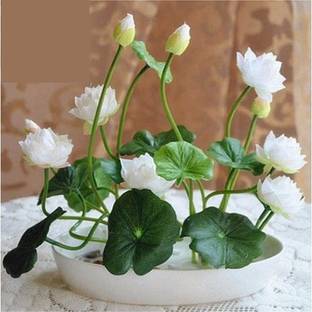 Airex Lotus Seed