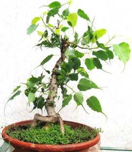 SaaHeli Ficus Religiosa Seed