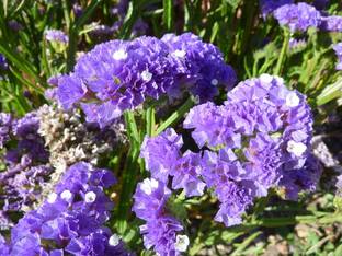 SaaHeli Limonium Seed