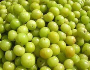 Seed Factory Amla Seeds Seed