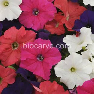 Biocarve Petunia Supercascade Mix Seed