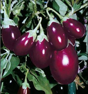 Nooelec India brinjal oval Seed