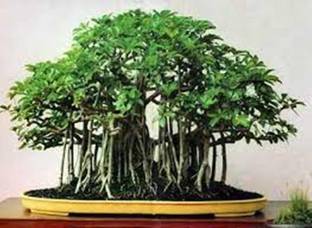 Naturo Imported banya tree Bonsai Seed