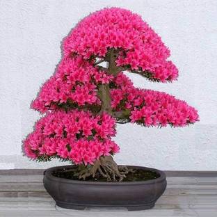 Vsquare Retail Japanese Sakura + Cherry Blossom Bonsai Tree Seed