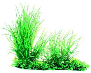 ROSEMERC GRASS Seed