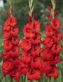 Easy Gardening Red Gladiolus Seed