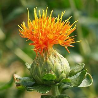 NATIONAL GARDENS Safflower Seeds by National Gardens Seed