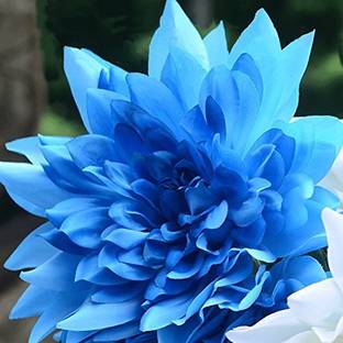 FUTABA Blue Fireball Dahlia Flower Seed