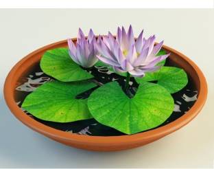 NATIONAL GARDENS Lotus Flower - Nelumbo nucifera Seed
