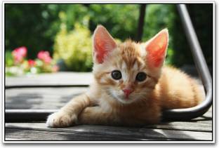Cute Cat Photographic Paper