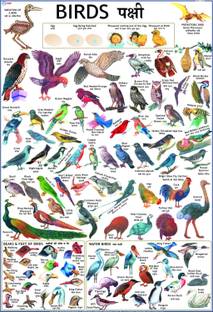Birds Chart for Children Paper Print