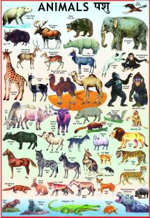 Animals Chart for Children Paper Print
