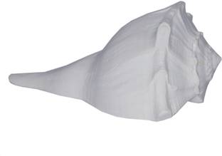 Real Seed Dakshinavarti Laxmi / Left Hand (White) Goddess Lakshmi A++ Quality Sacred Shankh