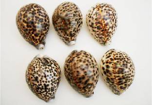 Vardhman Decorative Shankh