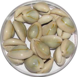omkar Grey Cowrie - Lakshmi Gavvalu Bhoora Cowrie Kawdi Kaudi Kowdi Sea Shell (21 Pieces) Sacred Shankh