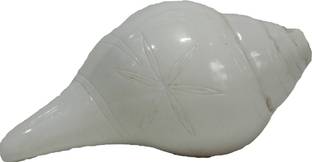 SwadesiBuyzzar Blowing Conch (Sankh) Blowing Shankh