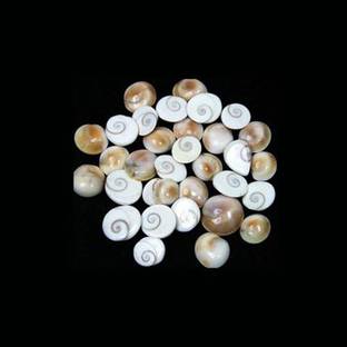 Sitare Natural Gomti Chakra Very Small 5 Pcs Decorative Showpiece  -  0.5 cm