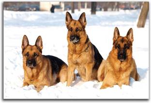 Artifa 40 cm German Shepherds Wall/Door Sticker Self Adhesive Sticker