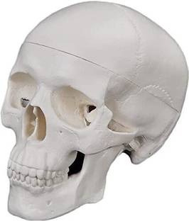 GD ANATOMICALS Skull Model Replica Medical Anatomical Adult Model Removable Skull Cap Anatomical Body Model