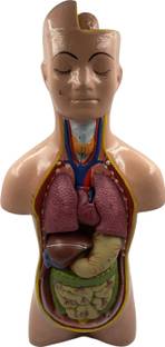 SunLix Human Torso Model Detachable 6 Parts For Educational Purpose Anatomical Body Model