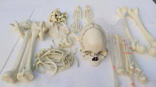 EMEDI Human Skeleton Bone Set Model Anatomical Body Model