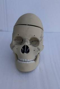 RLK Enterprises Life Size Human Skull With Magnetic upper head Model Classic Anatomical Skull Anatomical Body Model