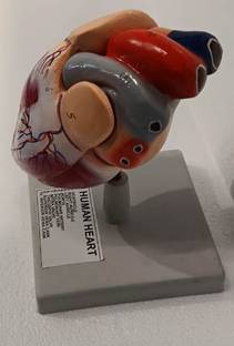 EMEDI Human Heart Model In 2 Parts Anatomical Body Model